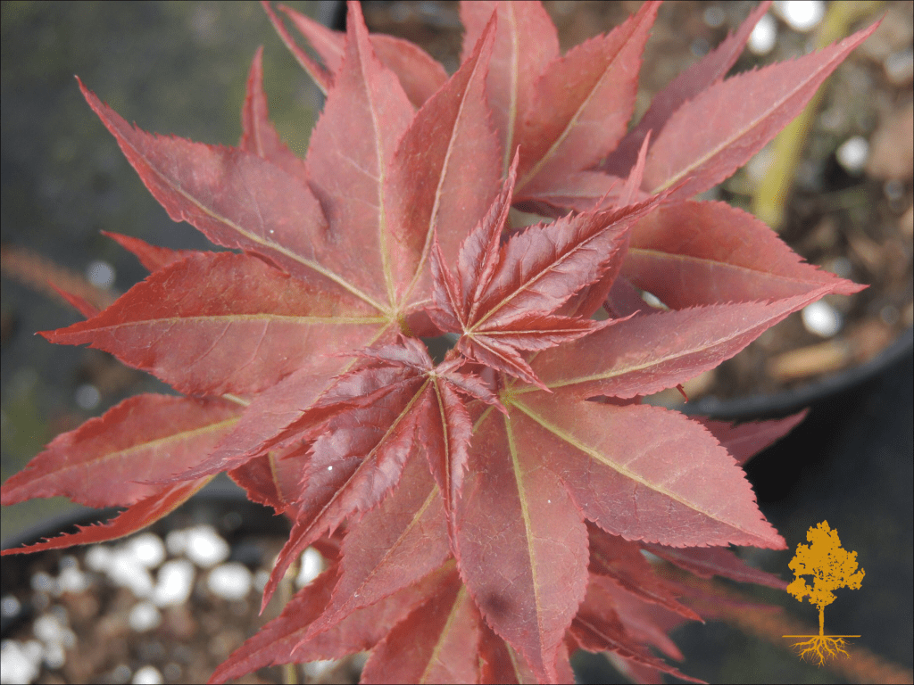 Ruby star japanese maple
